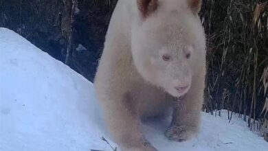 Dünyanın ilk albino pandası Çin’de görüldü