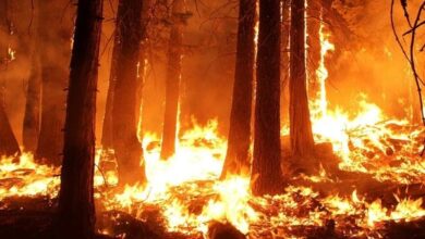 Hatay, Mersin ve Çanakkale'de orman yangınlarına müdahale sürüyor